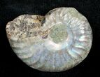 Inch Silver Iridescent Ammonite #3677-1